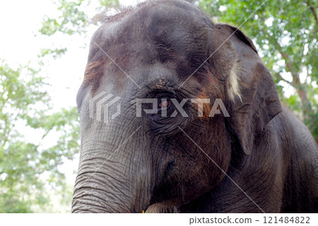 Thai elephant in the zoo Thai elephant in the zoo 121484822