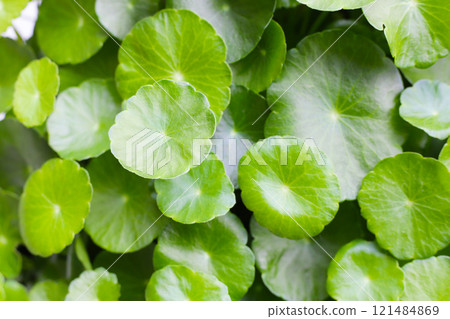Centella asiatica leaves, Fresh herb plant 121484869