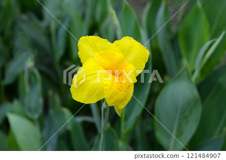 Blooming canna lily flower with green leaves Blooming canna lily flower with green leaves 121484907
