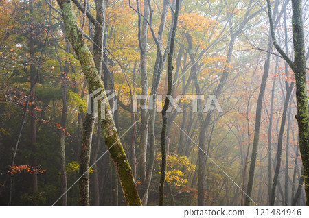 A forest shrouded in morning mist [Ikeda Town, Kitaazumi District] 121484946
