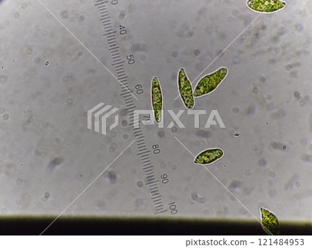 Edible Euglena Edible Euglena 121484953