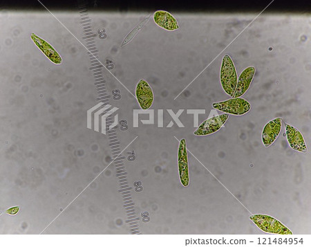 Microscopic observation of Euglena 121484954