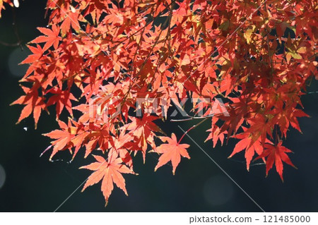 Momiji stained red 121485000