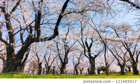 Muramatsu公園的櫻花 121485017