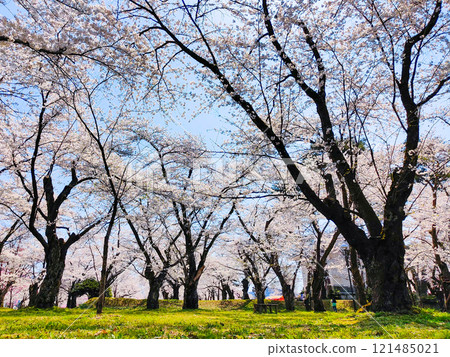 Cherry blossoms at Muramatsu park Cherry blossoms at Muramatsu park 121485021