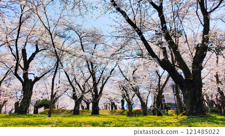 Cherry blossoms at Muramatsu park 121485022