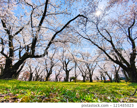 Muramatsu公園的櫻花 121485023