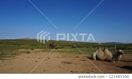 Mongolia, summer scenery 121485100