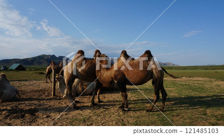 Camels and summer scenery [Mongolia] 121485103