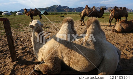 Camels and summer scenery [Mongolia] 121485104