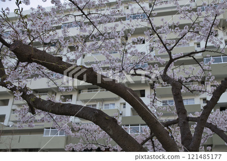 Cherry blossoms in a housing complex Cherry blossoms in a housing complex 121485177