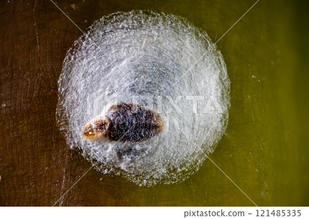 寄生在玫瑰枝上的玫瑰介殼蟲 121485335