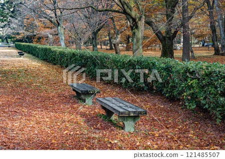 Winter in Kyoto Imperial Palace: A walking path strewn with fallen leaves 121485507