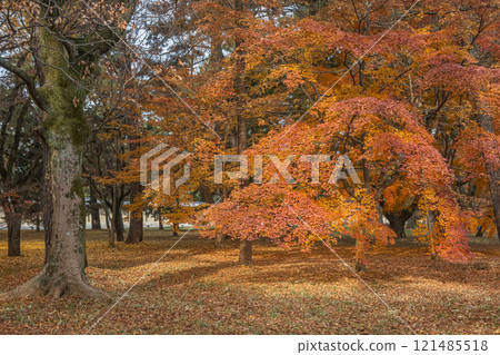 Colorful autumn leaves at Kyoto Gyoen Colorful autumn leaves at Kyoto Gyoen 121485518