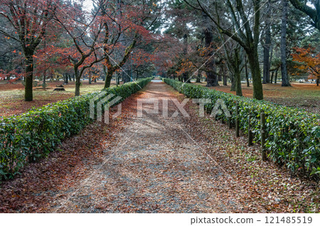 Winter in Kyoto Imperial Palace: A walking path strewn with fallen leaves 121485519