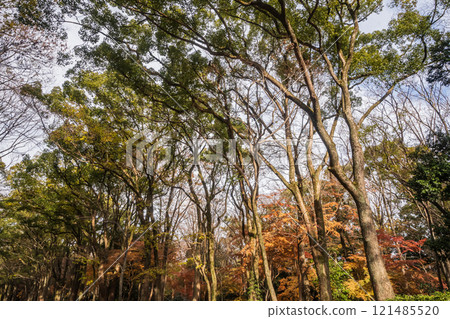 下鴨神社 忠之森 冬天的風景 京都市 121485520