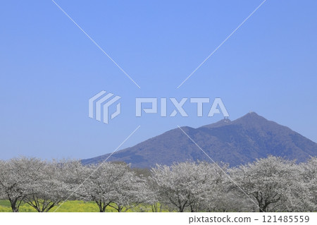 茨城縣築西市箱島水庫櫻花盛開、油菜花盛開、藍天白雲下的筑波山 121485559