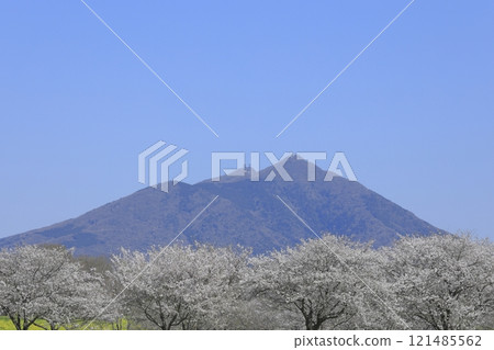 A row of cherry trees in full bloom at the Hakojima flood control reservoir in Chikusei City, Ibaraki Prefecture, and Mount Tsukuba on a clear, blue spring day 121485562