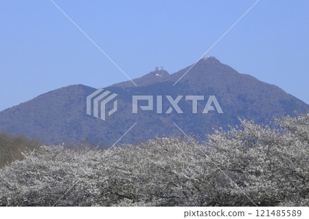 A row of cherry trees in full bloom at the Hakojima flood control reservoir in Chikusei City, Ibaraki Prefecture, and Mount Tsukuba on a clear, blue spring day 121485589
