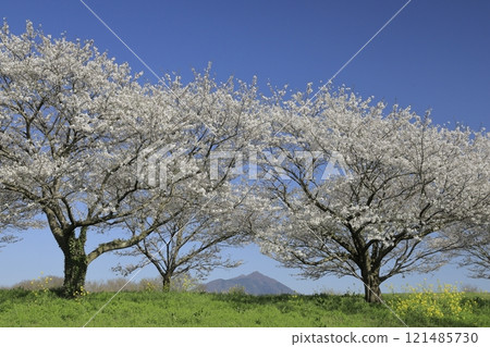 On a clear, blue spring day, the cherry blossoms in full bloom at Hakojima Reservoir in Chikusei City, Ibaraki Prefecture, rape blossoms, and Mount Tsukuba On a clear, blue spring day, the cherry blossoms in full bloom at Hakojima Reservoir in Chikusei City, Ibaraki Prefecture, rape blossoms, and Mount Tsukuba 121485730