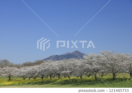 On a clear, blue spring day, the cherry blossoms in full bloom at Hakojima Reservoir in Chikusei City, Ibaraki Prefecture, rape blossoms, and Mount Tsukuba On a clear, blue spring day, the cherry blossoms in full bloom at Hakojima Reservoir in Chikusei City, Ibaraki Prefecture, rape blossoms, and Mount Tsukuba 121485733