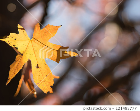 autumn leaves 121485777