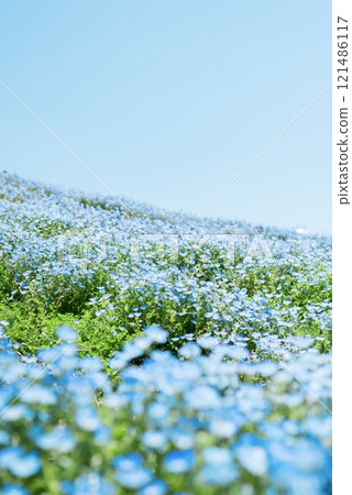 Nemophila 節 121486117