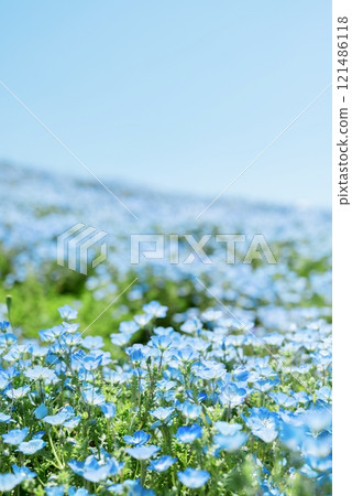 A world dyed blue by nemophila 121486118