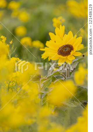 Early-blooming sunflowers in a rapeseed field Early-blooming sunflowers in a rapeseed field 121486129