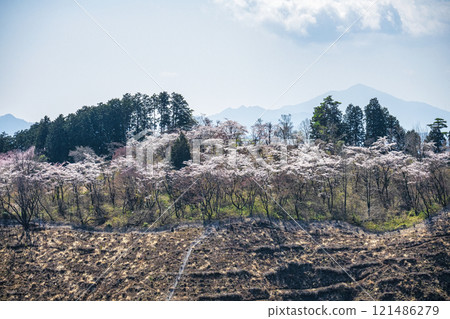 從高尾山、東京、市町平千本櫻、日影澤林道 從高尾山、東京、市町平千本櫻、日影澤林道 121486279