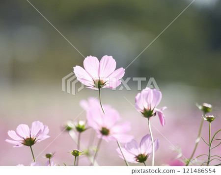 沐浴在秋日陽光下的粉紅色波斯菊 121486554