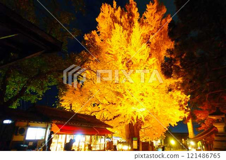 熊野大社大銀杏秋葉黃葉點亮南陽市 121486765