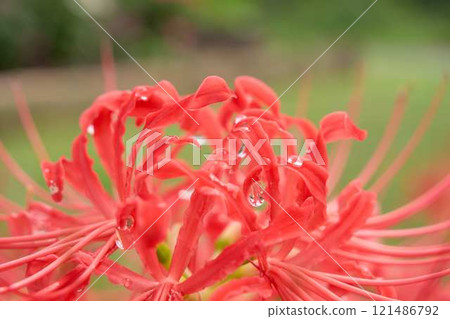 Close-up of red spider lilies after the rain Close-up of red spider lilies after the rain 121486792