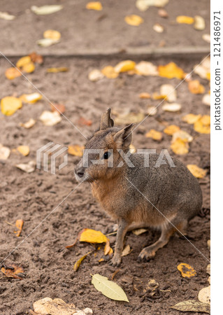 The rodent sits on the ground. Animal life 121486971