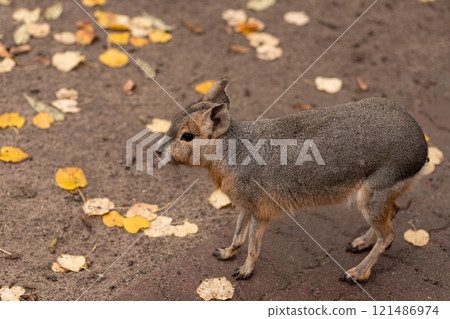 The rodent sits on the ground. Animal life 121486974