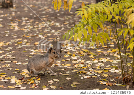 The rodent sits on the ground. Animal life The rodent sits on the ground. Animal life 121486976