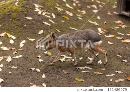 The rodent sits on the ground. Animal life 121486979