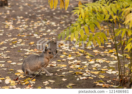 The rodent sits on the ground. Animal life The rodent sits on the ground. Animal life 121486981