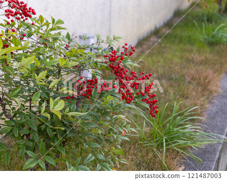 Nanten with red berries Nanten with red berries 121487003