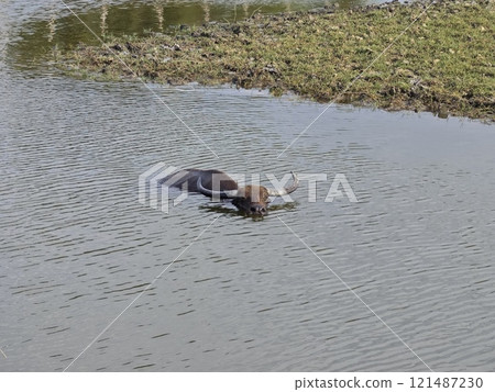 Water Buffalo Cooling Off in a Pond Water Buffalo Cooling Off in a Pond 121487230