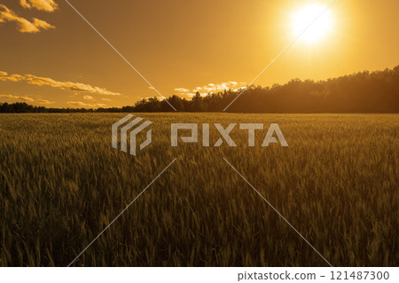 A field of young wheat A field of young wheat 121487300