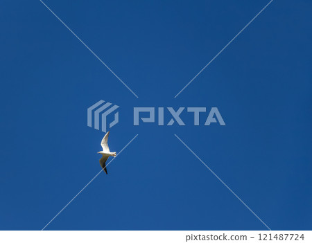 Gulls in the sky 121487724