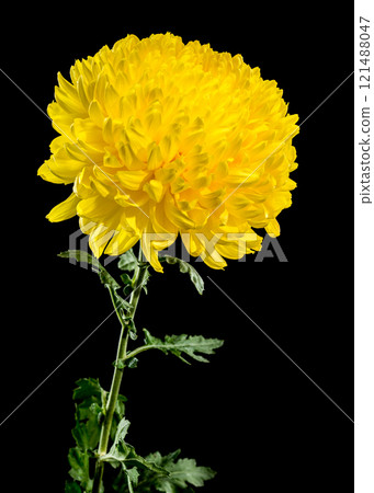 Yellow Chrysanthemum on black Background 121488047