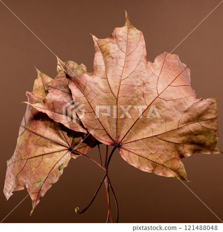 Vibrant Autumn Maple Leaves on a brown background 121488048