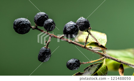 Black Berries on a Branch on green background Black Berries on a Branch on green background 121488050