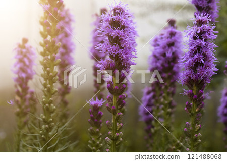 Ornamental garden bush. Ornamental garden bush. 121488068