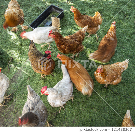 Chickens in the pen Chickens in the pen 121488367
