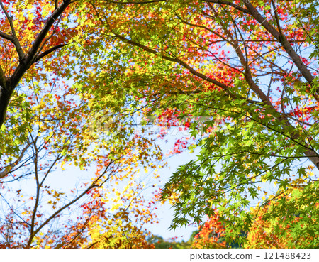 Autumn leaves at Atami Plum Garden, Atami City, Shizuoka Prefecture 121488423