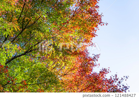 靜岡縣熱海市熱海梅園的秋葉 靜岡縣熱海市熱海梅園的秋葉 121488427