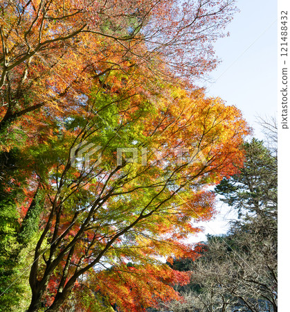 Autumn leaves at Atami Plum Garden, Atami City, Shizuoka Prefecture Autumn leaves at Atami Plum Garden, Atami City, Shizuoka Prefecture 121488432